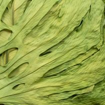 Artikel Dekorative getrocknete Monstera-Blätter, ca. 50 cm, Grün, für Innen-Dekoration und Floristik