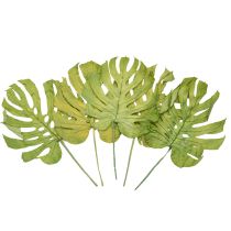 Artikel Dekorative getrocknete Monstera-Blätter, ca. 50 cm, Grün, für Innen-Dekoration und Floristik