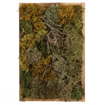 Artikel Moosbild Echtes Moos konserviert und Zweige Natur 60×40cm