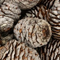 Artikel Murii Zapfen Natur 500 g - 3 bis 6 cm - Dekoration und Basteln