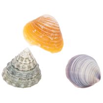 Artikel Deko-Muscheln aus Naturmaterial, 300 g, Cremeweiss-Beige-Braun, für Badezimmer und Wohnbereich