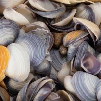 Artikel Deko-Muscheln aus Naturmaterial, 300 g, Cremeweiss-Beige-Braun, für Badezimmer und Wohnbereich