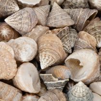Artikel Deko-Muscheln aus Naturmaterial, 300 g, Cremeweiss-Beige-Braun, für Badezimmer und Wohnbereich
