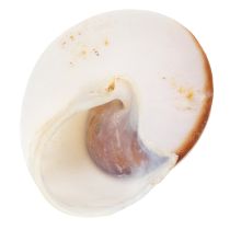 Artikel Deko-Muscheln aus Naturmaterial, 300 g, Cremeweiss-Beige-Braun, für Badezimmer und Wohnbereich