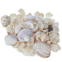 Artikel Muschel-Deko aus Naturmaterial, Mini-Herzmuscheln und Schneckenhäuser, 1–3 cm, 340 g