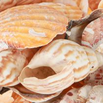 Artikel Muschel Deko Seeschnecke Meerschnecke Natur 350g × 3St