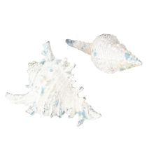 Artikel Muschel Deko Seeschnecke künstlich Blauweiß 11,5/13cm 2 St