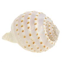 Artikel Muschel Tonna Tessalata 7 St