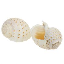 Artikel Muschel Tonna Tessalata 7 St