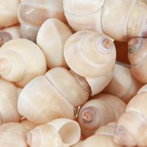 Artikel Muschel Umachi 500g