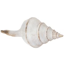 Artikel Dekorative Muschel aus Polystone 44 cm in Weiss-Braun-Gold