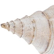 Artikel Dekorative Muschel aus Polystone 44 cm in Weiss-Braun-Gold