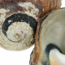 Artikel Turbanmuschel Alikreukel Natur, ca. 8 cm, 500 g – Dekorative Schneckengehäuse für Innenbereich