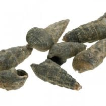 Naturartikel, Schneckenmuscheln Natur 6–10mm, Meeresdeko 1kg