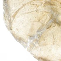 Artikel Capiz-Muscheln 5–10 cm, Perlmuttfarben, Natur, ca. 1 kg, Dekoration maritim