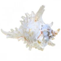 Artikel Muscheln Chicoreus ramosus 16 cm Natur 3 Stück - Dekoration aus echten Schneckenhäusern