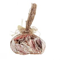 Artikel Muschel Deko Echte Muscheln Verschiedene Arten 300g