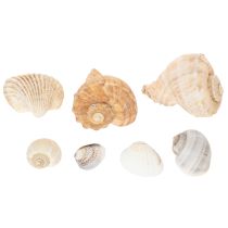 Artikel Natürliche Muscheln und Schnecken 500g - Maritime Dekoration in Naturfarben für Innenräume