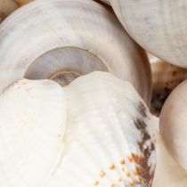 Artikel Natürliche Muscheln und Schnecken 500g - Maritime Dekoration in Naturfarben für Innenräume