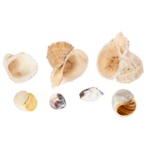 Artikel Natürliche Muscheln und Schnecken 500g - Maritime Dekoration in Naturfarben für Innenräume