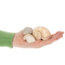 Artikel Schnecken und Muscheln Maritime Deko Akzente zur einzigartigen Raumverschönerung 500g