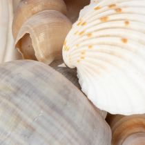 Artikel Muscheln und Schnecken aus Naturmaterial für maritime Dekoration, 500g, weiss-beige-grau