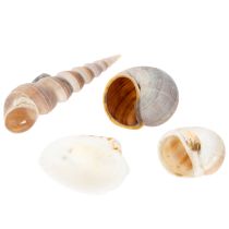 Artikel Muscheln und Schnecken aus Naturmaterial für maritime Dekoration, 500g, weiss-beige-grau