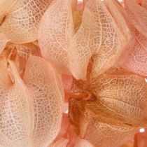 Artikel Nicandra Trockenblume Rosa 75 cm – Dekoration für Wohnraum und Tisch