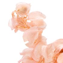 Artikel Nicandra Trockenblume Rosa 75 cm – Dekoration für Wohnraum und Tisch