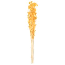 Artikel Nigella Trockenblumen-Arrangement, Orange, 70 cm, 50 g – Dekoration für Innenräume