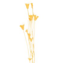 Artikel Nigella Trockenblumen-Arrangement, Orange, 70 cm, 50 g – Dekoration für Innenräume