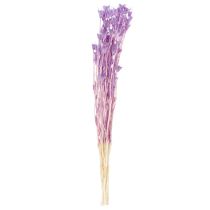 Artikel Nigella Trockenblumenstrauss 70cm Lila Dekoration für Innenbereiche