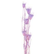 Artikel Nigella Trockenblumenstrauss 70cm Lila Dekoration für Innenbereiche