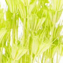 Artikel Trockenblumen Nigella Grün 70cm 50g für Raumdekoration und DIY-Projekte