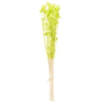 Artikel Trockenblumen Nigella Grün 70cm 50g für Raumdekoration und DIY-Projekte