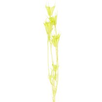 Artikel Trockenblumen Nigella Grün 70cm 50g für Raumdekoration und DIY-Projekte