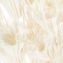 Artikel Trockenblumen Nigella Bund Weiss 70cm 50g für Wohn- und Tischdekoration