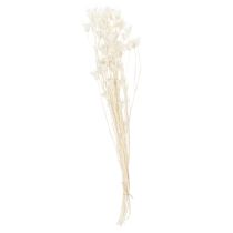 Artikel Trockenblumen Nigella Bund Weiss 70cm 50g für Wohn- und Tischdekoration