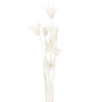 Artikel Trockenblumen Nigella Bund Weiss 70cm 50g für Wohn- und Tischdekoration
