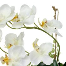 Orchidee Phalaenopsis zum Hängen H26cm Creme