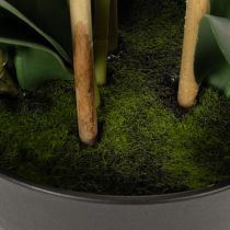 Artikel Künstliche Orchidee im schwarzen Topf 60 cm weiss