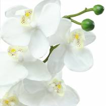 Artikel Orchidee Weiß 77cm