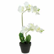 Orchideen Weiß im Topf Kunstpflanze H35cm