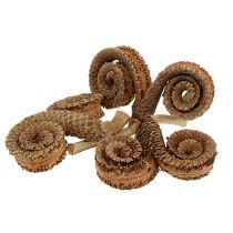 Artikel Palm Male Natur 25 St