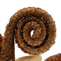 Artikel Palm Male Natur 25 Stück, getrocknete Blüten aus Holz, ca. 7–14 cm
