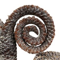 Artikel Palm Male Weiss gewaschen 25 Stück Naturdeko