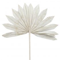 Palmspear Sun mini weißgewaschen 50St