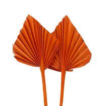 Artikel Palmspear mini Orange 100 St