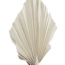 Artikel Mini Palmspear weiss gewaschen 33–38cm 100 Stück