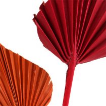 Artikel Palmspear sortiert Rot/Orange 50 St